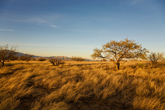 DesertPraire